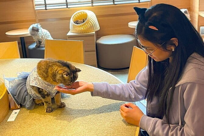 Tokyo: Gotokuji Lucky Cat Temple, Shinjuku Cat Cafe, 3D Giant Cat - Why This Cat Tour Works: Eight People, One Clear Cat Loop
