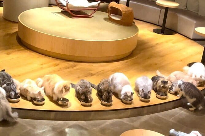 Tokyo: Gotokuji Lucky Cat Temple, Shinjuku Cat Cafe, 3D Giant Cat - Shinjuku East Exit: Finding the Giant 3D Cat Fast