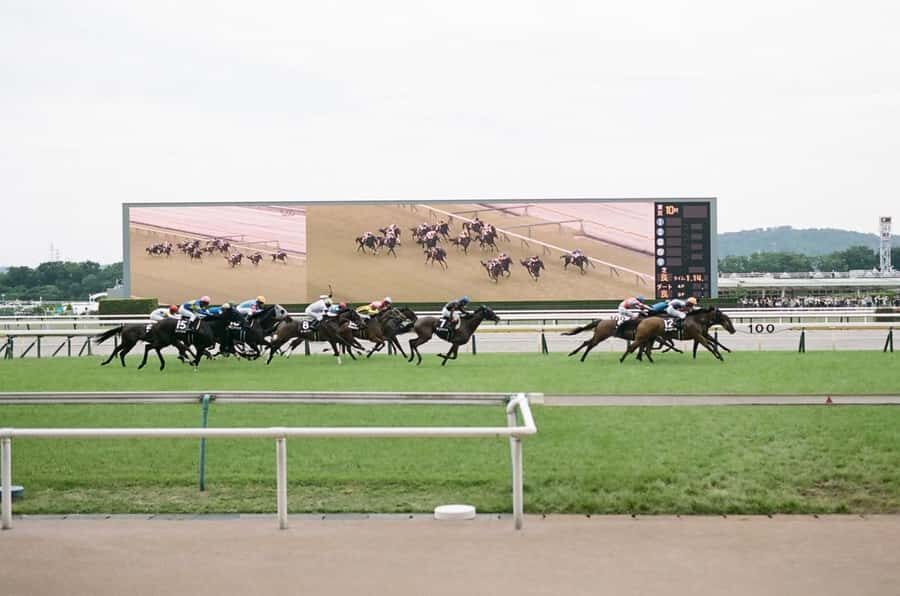 Tokyo: Horse Racing Tour with Local Fan - Betting culture, explained like you’re in the group