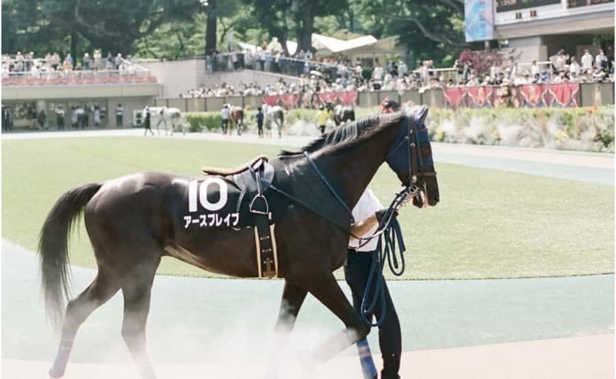 Tokyo: Horse Racing Tour with Local Fan - Why this tour is better value than trying to go solo