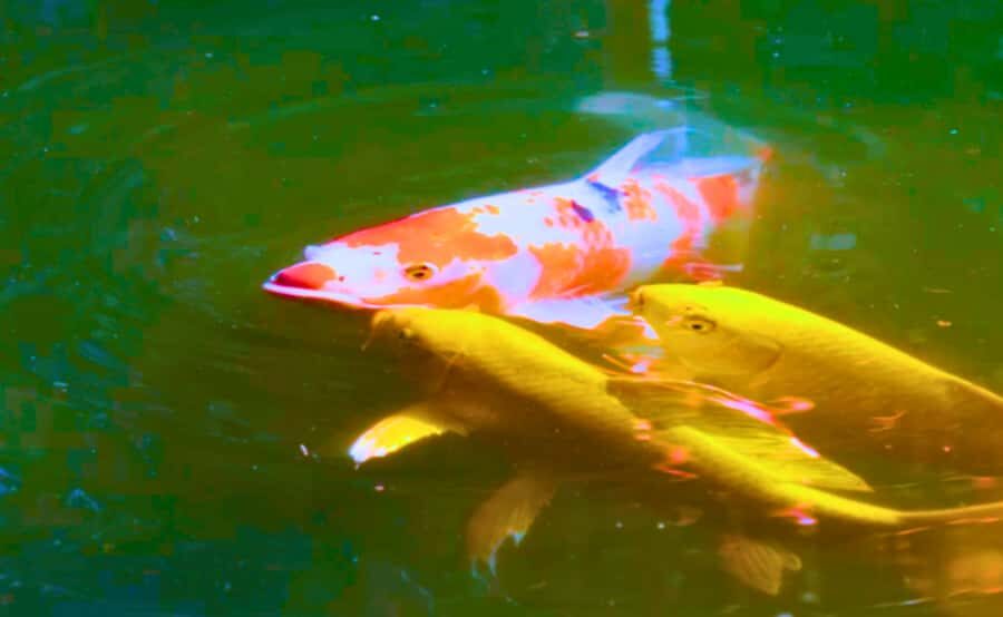 Tokyo: Imperial Palace, the history of Japan (ENGLISH GUIDE) - Koi fish, prefecture trees, and small details that make the place feel alive