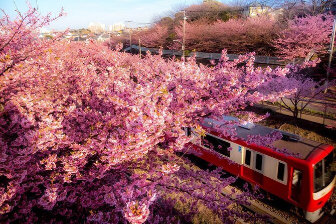 Tokyo-Izu: Volcano, Ocean& Capybara Cuddle with Izu Scenic Train - Mt. Omuro: Japan’s shortest volcano and the 360-degree reward