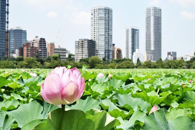 Tokyo Japanese Garden Lover's Private Tour with Government-Licensed Guide - Koishikawa Korakuen and Rikugien: classic Edo-era gardens that reward slow eyes