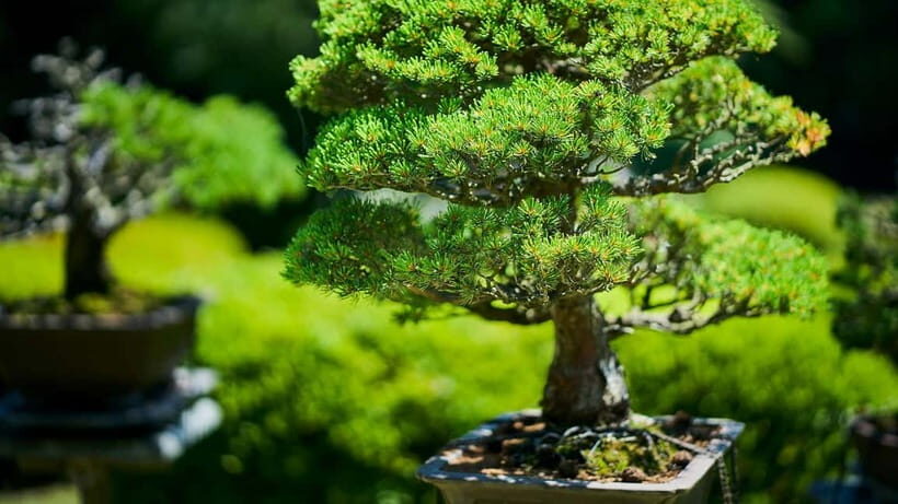 Tokyo: Meiji Shrine Walking Tour — Shinto & Imperial System - At the main shrine: respect, prayers, and Omigokoro fortunes