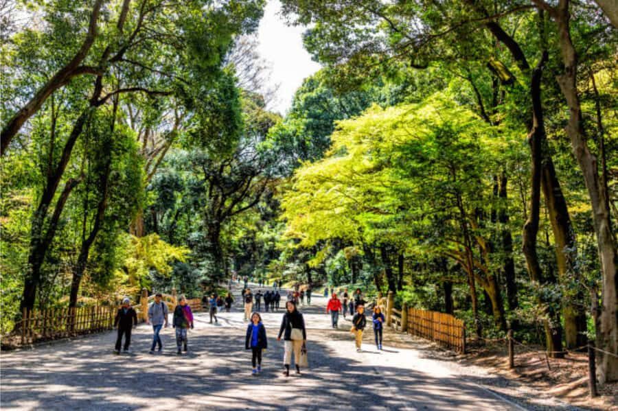 Tokyo: Meiji Shrine Walking Tour with Local Guide - Key reasons this Meiji Shrine walk is worth your time