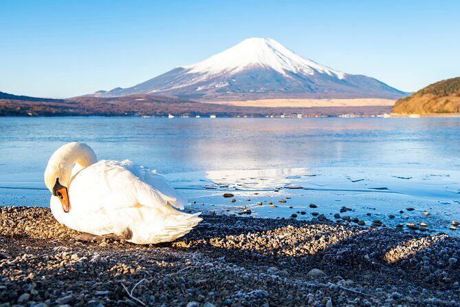 Tokyo: Mount Fuji One Day Trip Lake Kawaguchi & Lake Yamanaka - Paying $58.90 for Fuji: what the value really looks like