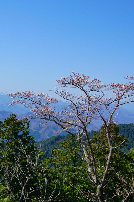 Tokyo: Mount Takao Guided Hiking Tour - Suspension Bridge and Photo Stops: The Mid-Hike Magic