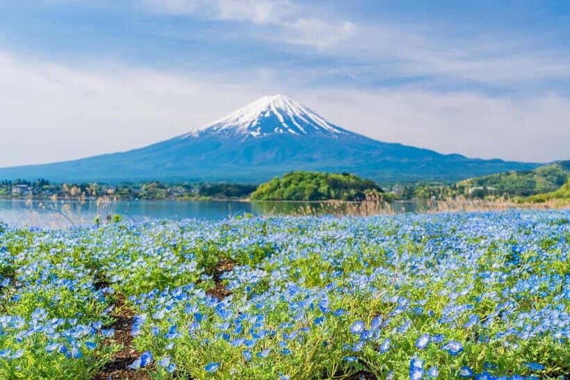 Tokyo: Mt. Fuji, Arakurayama Sengen Park, Oshino Hakkai Tour - Price and value: what about $50 gets you
