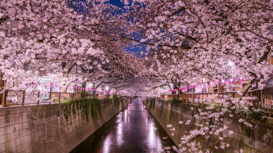 Tokyo: Mt. Fuji & Hakone Cherry Blossoms Private Day Tour - Oshino Hakkai: World Heritage water + seasonal charm