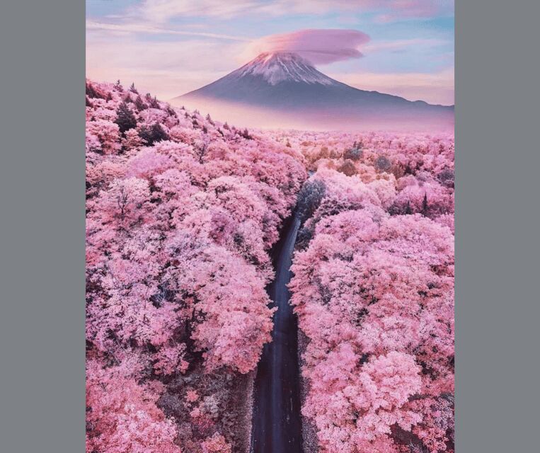 Tokyo: Mt. Fuji & Hakone Cherry Blossoms Private Day Tour - Oishi Park and lavender scents: a calmer stop that still feels “Fuji”