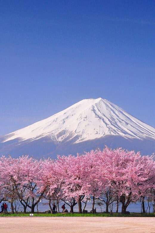 Tokyo: Mt. Fuji & Hakone Cherry Blossoms Private Day Tour - Lake Ashi and Hakone’s Owakudani: where Fuji meets volcano country