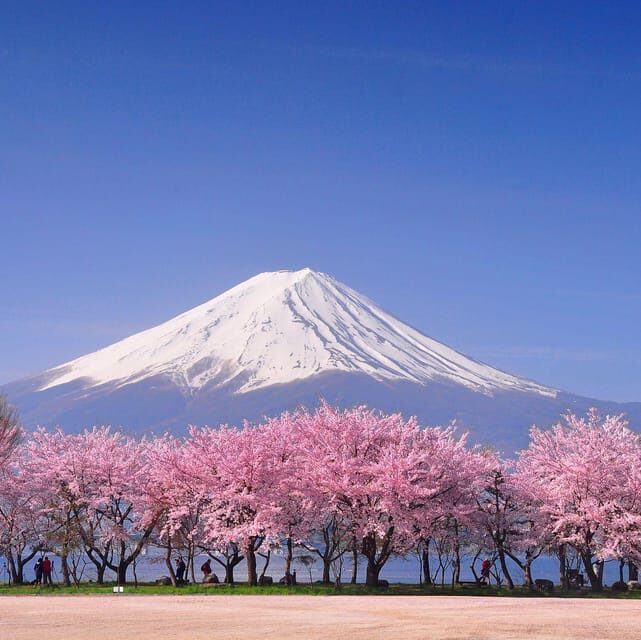 Tokyo: Mt. Fuji & Hakone Cherry Blossoms Private Day Tour - Private pickup options and how they affect your comfort