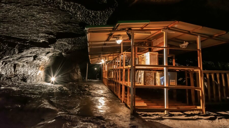 Tokyo: Mt. Fuji Hidden Gems and Aokigahara Forest Tour - Key things that make this tour worth your time