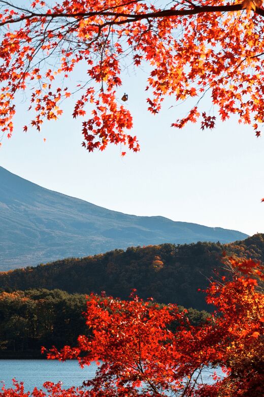 Tokyo: Mt. Fuji Hidden Gems and Aokigahara Forest Tour - Oishi Park on Lake Kawaguchi: the classic Fuji frame, done at a good pace