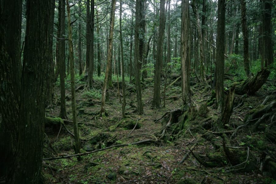 Tokyo: Mt. Fuji Hidden Gems and Aokigahara Forest Tour - Saiko Nenba-hama by Lake Saiko: a quieter lakeside rhythm