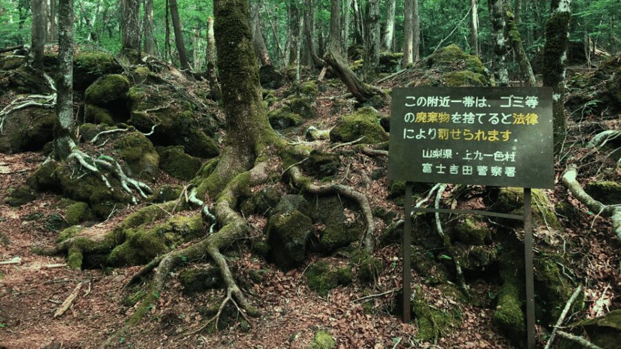 Tokyo: Mt. Fuji Hidden Gems and Aokigahara Forest Tour - Price and value: what $577 per group actually covers