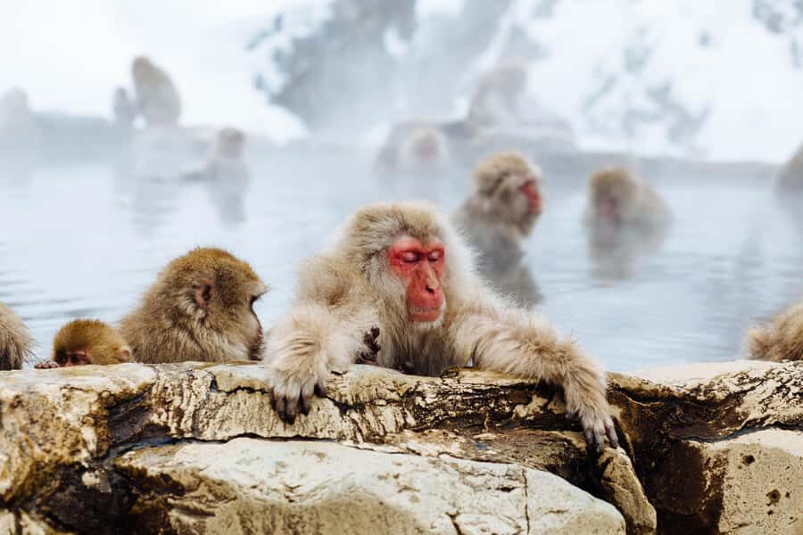 Tokyo/Nagano: private Tour with Snow Monkey Park & Temples - Kamakura Snow Dome Village and Yamanouchi: A Winter Add-On That Helps the Flow