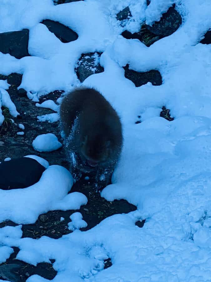 Tokyo/Nagano: private Tour with Snow Monkey Park & Temples - Jigokudani Snow Monkey Park: The Hot-Spring Show You Came For
