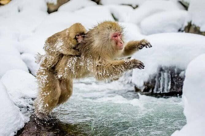 Tokyo Nagano Snow Monkey Park and Zenkoji Temple English driver - Key highlights before you go