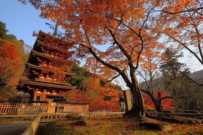 Tokyo Nagano Snow Monkey Park and Zenkoji Temple English driver - English driver and private logistics: where value really lives