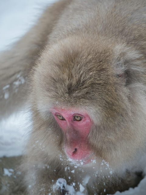 Tokyo: Nagano, Snow Monkeys and Zenko-ji Temple Private Tour - Matsushiro Castle Ruins: a calmer stop with good walking time