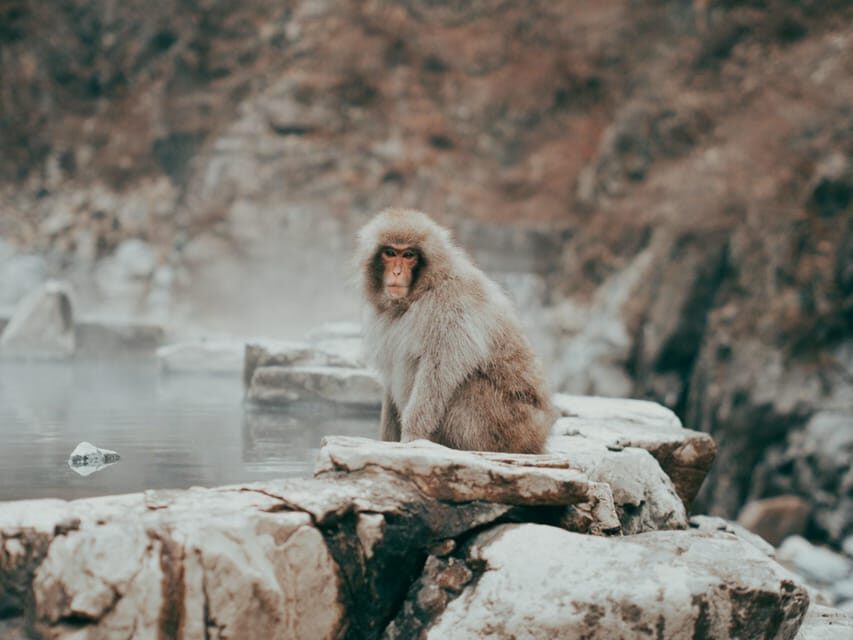 Tokyo: Nagano, Snow Monkeys and Zenko-ji Temple Private Tour - The countryside drive from Tokyo or Hakone: long, but part of the point