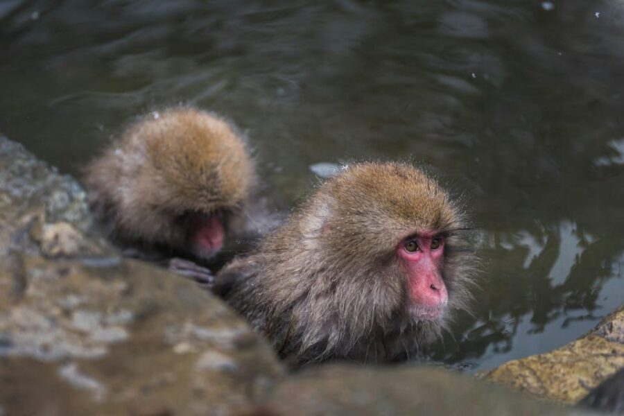 Tokyo: Nagano, Snow Monkeys and Zenko-ji Temple Private Tour - Who this tour suits best