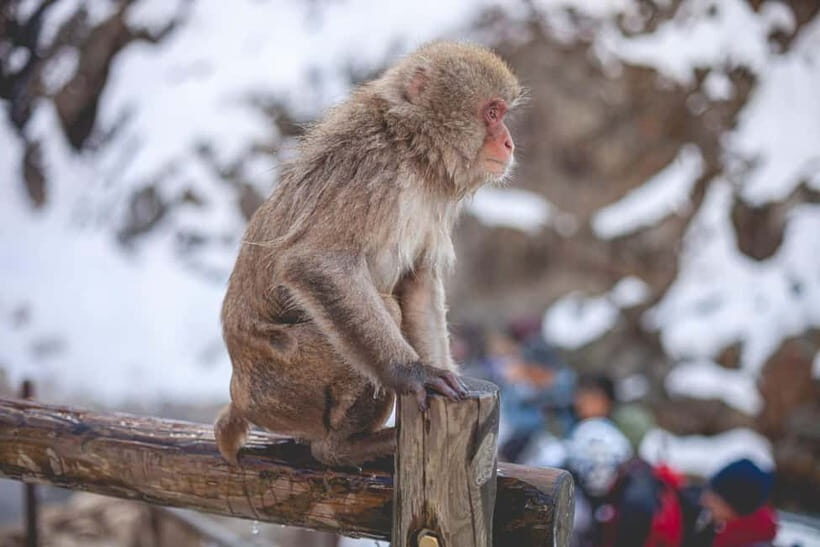 Tokyo: Nagano Snow Monkeys and Zenkoji Tour with Temples - Key points before you go
