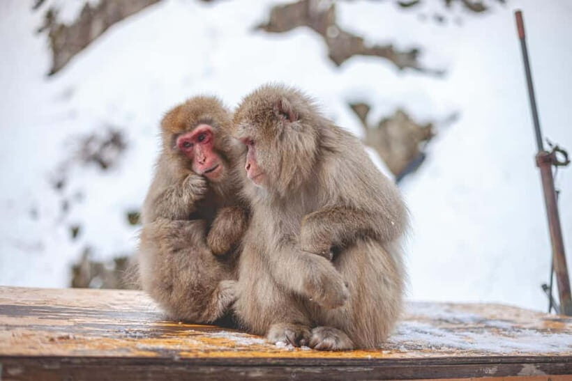 Tokyo: Nagano Snow Monkeys and Zenkoji Tour with Temples - Zenko-ji Temple: Serious, Peaceful, and Easy to Enjoy