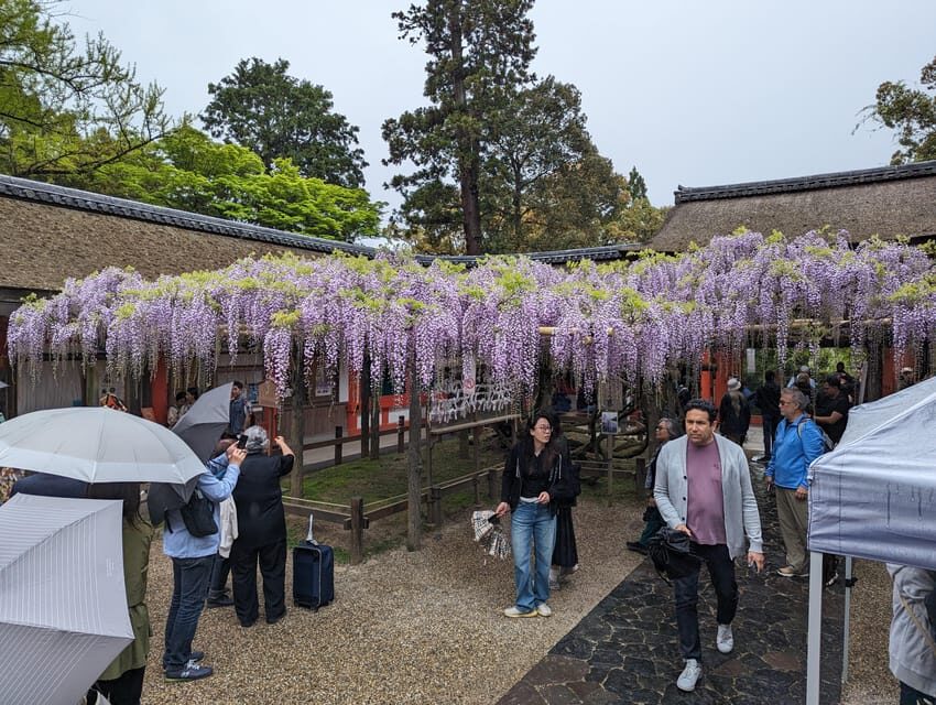 Tokyo: Personalized Half-day Tour - Meiji Shrine: the reset button in the city