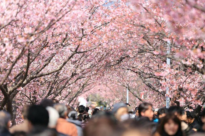 Tokyo Private Cherry Blossom Tour with a Local – Picnic Included - Entering The Cherry-Bloom Route Starts at Ueno Park