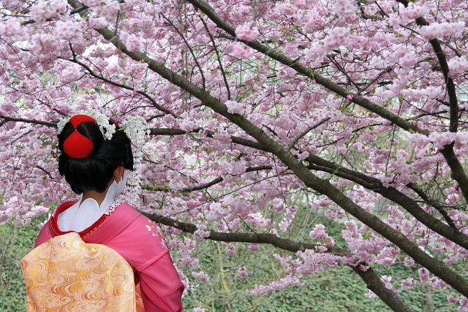 Tokyo Private Cherry Blossom Tour with a Local – Picnic Included - Pickup, Private Hosting, and Getting Around Without the Usual Stress