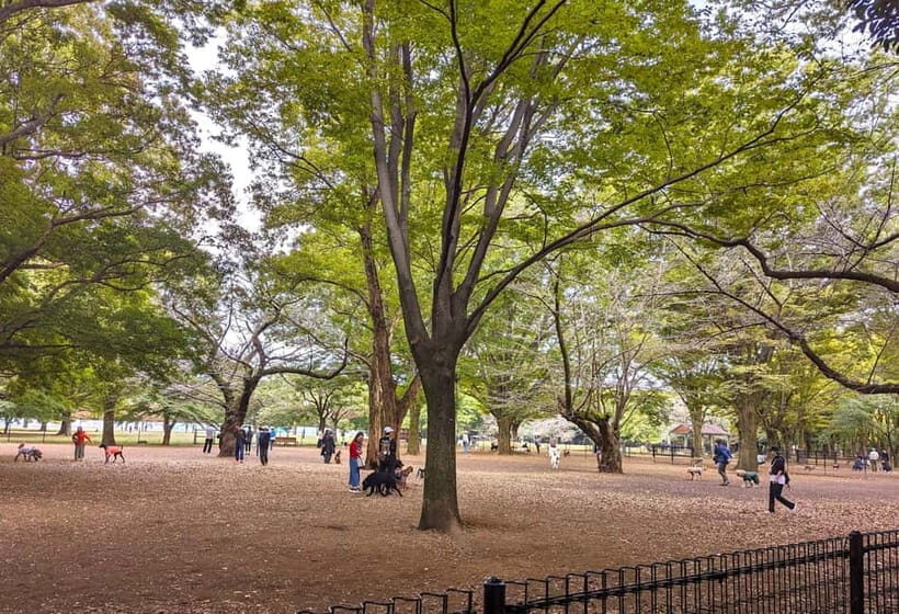Tokyo: Private Morning Run with Sento Bath Experience - Why This 2-Hour Private 10K Feels Like Tokyo, Not Training