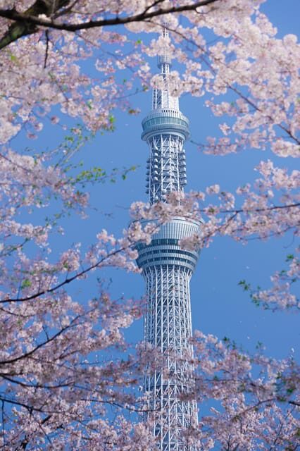 Tokyo private tour by car with pick up - Stop-by-Stop: What Each Major Tokyo Moment Feels Like