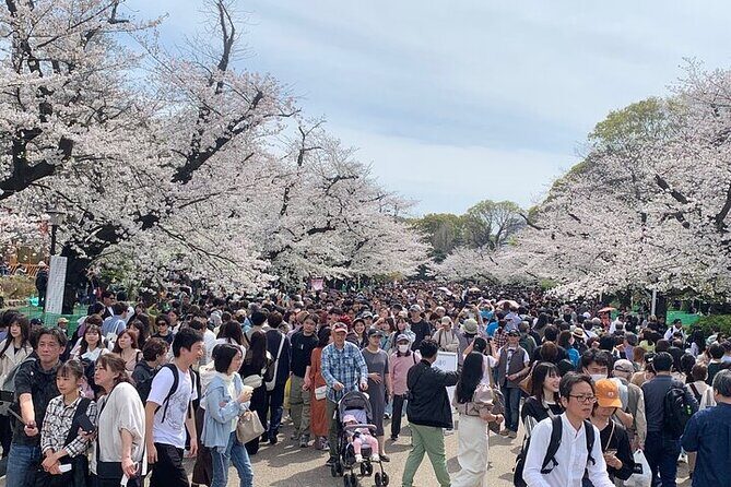 Tokyo Sightseeing/ City Tour by Private Car with English Guide - Skytree and the Extra Ticket You Should Plan For