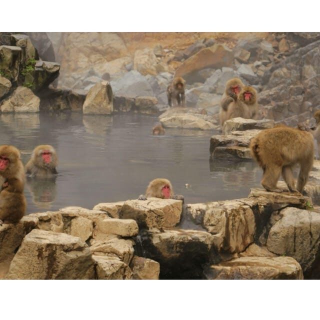 Tokyo: Snow Monkey & Nagano Customiseable Private Day Tour - The long drive: yes, it is 10 hours, so treat it like a day trip, not a sprint