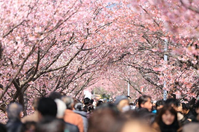 Tokyo Spring Daytime (Cherry Blossom) Food Tour - Key highlights worth showing up for