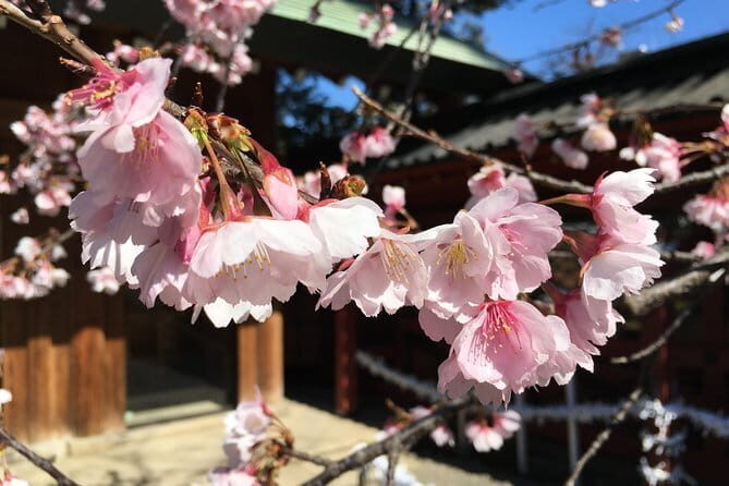 Tokyo Spring Daytime (Cherry Blossom) Food Tour - Why Yanaka works so well for hanami
