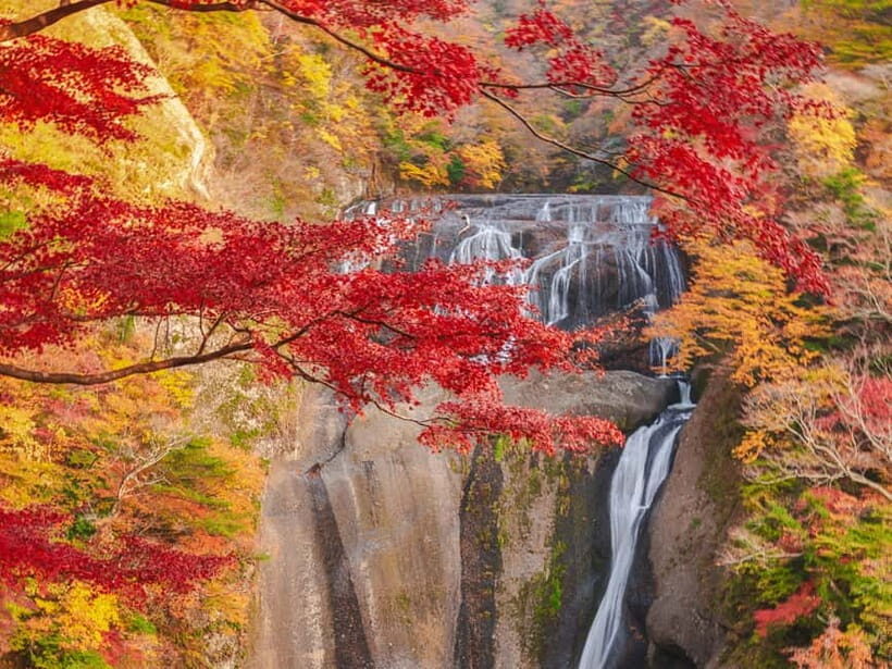 Tokyo: Spring Hitachi Seaside & Ashikaga Flower Park Tour - Why This Day Trip Works: Two Parks, One Easy Bus Schedule