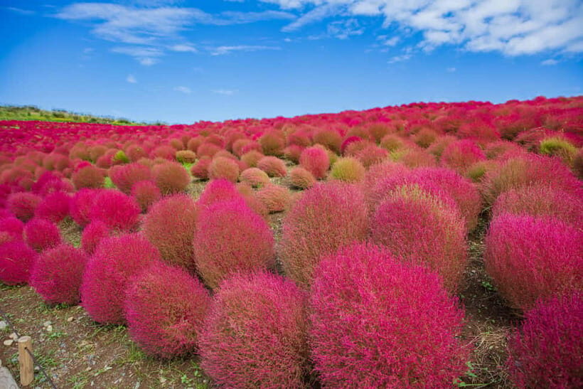 Tokyo: Spring Hitachi Seaside & Ashikaga Flower Park Tour - Should You Book This Tour?