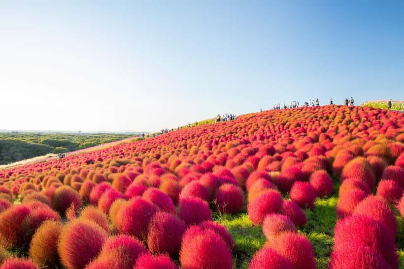 Tokyo: Spring Hitachi Seaside & Ashikaga Flower Park Tour - Hitachi Seaside Park and Miharashi Hill’s 5.3 Million Blue Nemophila