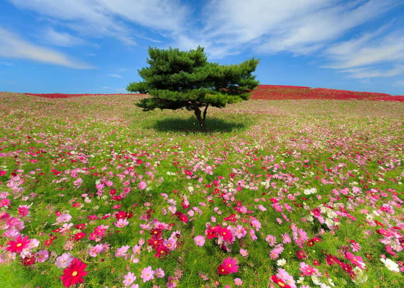 Tokyo: Spring Hitachi Seaside & Ashikaga Flower Park Tour - Guide and Timing: English Support, 10-Hour Vehicle Limits, and Peak-Season Reality