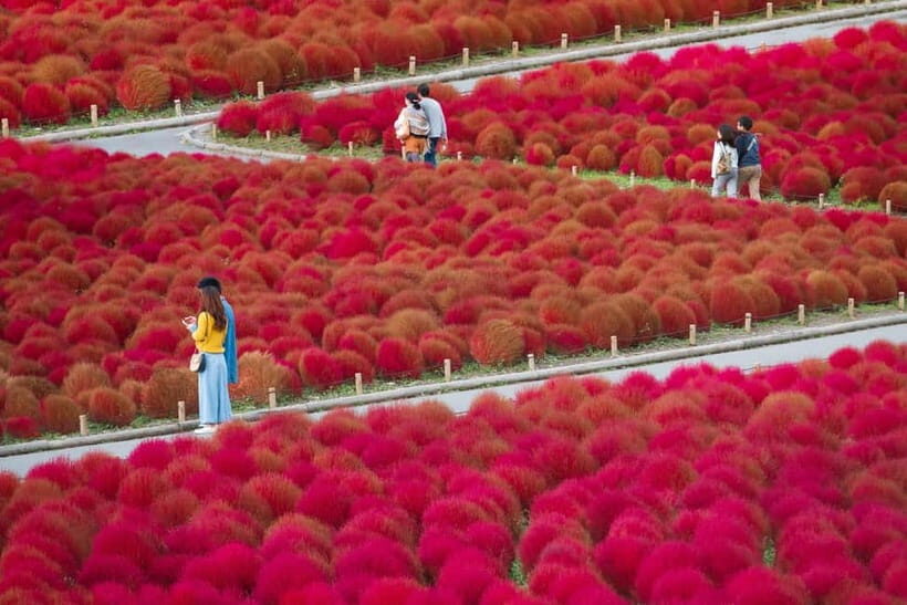 Tokyo: Spring Hitachi Seaside & Ashikaga Flower Park Tour - What to Pack and How to Move Through These Parks Without Stress