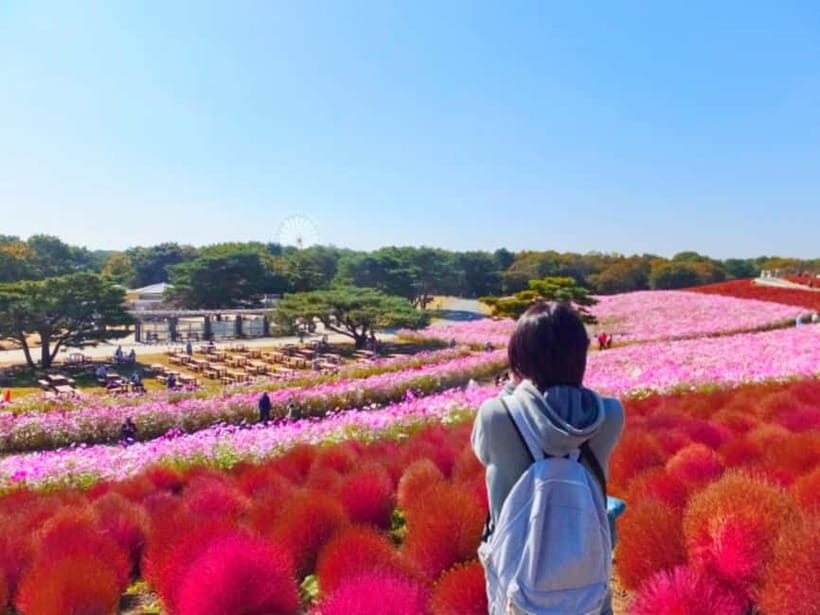 Tokyo: Spring Hitachi Seaside & Ashikaga Flower Park Tour - Mibu Michi no Eki Stop: Quick Local Flavors and Bandai Character Time