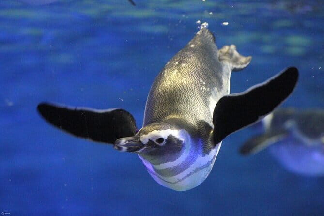 Tokyo Sumida Aquarium E-Ticket with Optional Tokyo Metro Pass - Key things to notice before you go