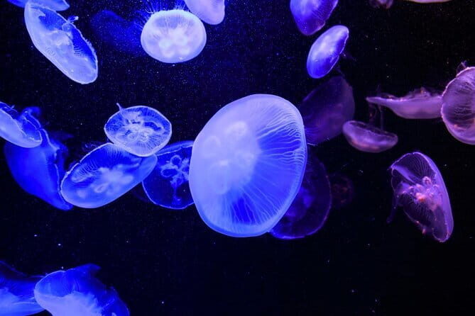 Tokyo Sumida Aquarium E-Ticket with Optional Tokyo Metro Pass - Practical rules you should know before you arrive