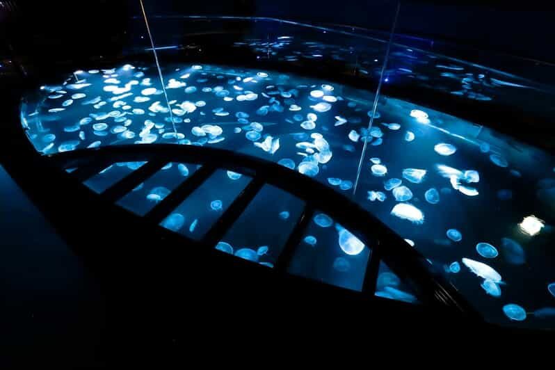 Tokyo: Sumida Aquarium Entry Ticket - Sumida Aquarium’s Big Idea: Sit, Watch, Ask