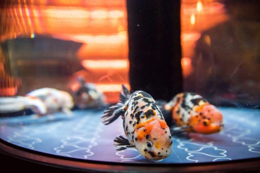 Tokyo: Sumida Aquarium Entry Ticket - What You Can Learn from Breeding Staff (Penguins, Eels, Goldfish)