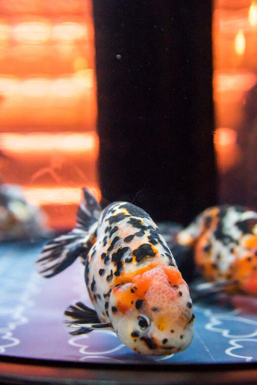 Tokyo: Sumida Aquarium Entry Ticket - Cafe Time That Doesn’t Break the Mood