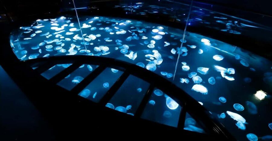 Tokyo: Sumida Aquarium Entry Ticket - Finding the Right Spot: Viewing Areas That Feel Like a Real Pause